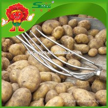 high quality fresh yellow potato on sale